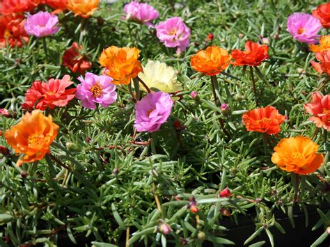 Try Moss Rose In Summer Containers And Landscapes Mississippi State