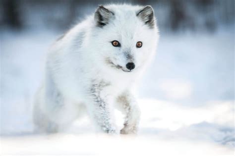 Top 10 Arctic Animals What Animals Can Survive This Freezing Landscape