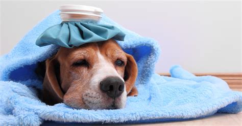 Highly Contagious Strain Of Dog Flu Spreading In North Texas Cbs Texas