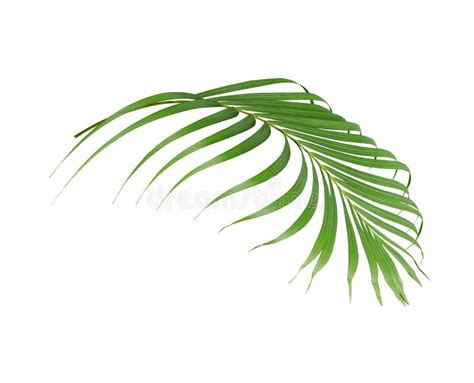 Tropical Green Palm Leaf Isolated On White For Summer Background Stock
