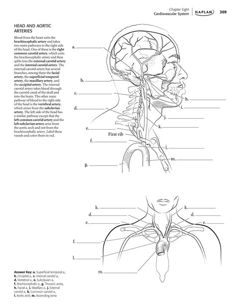 Anatomy Coloring Book Pages Free Printable Sketch Coloring Page