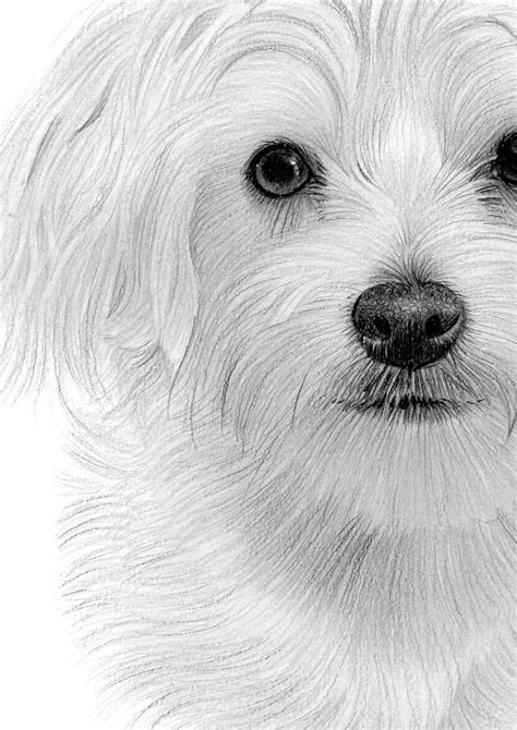 20 Maltese Dog Portraits Instant Download Png Files Card Making Craft