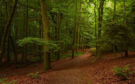 Nature Landscape Forest Leaves Summer Trees Path Morning
