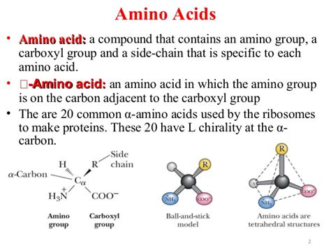 Our body can synthesize only certain amino. Amino acid ppt