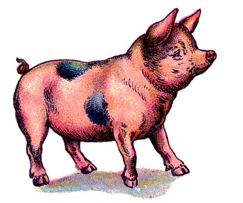 6 Vintage Pig Images The Graphics Fairy