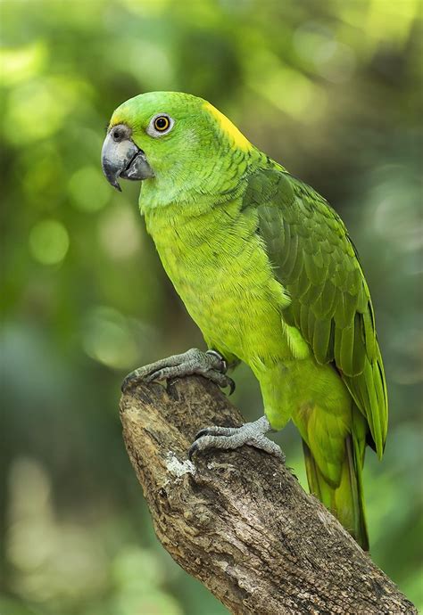 Green Parrot by Andy Butler / 500px | Pet birds, Parrot, Amazon parrot