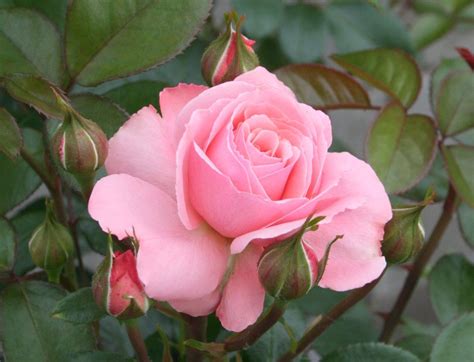 Sexy Rexy Pink Floribunda Rose Rose Foto Types Of Roses Rose
