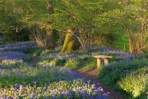 Bluebells At Pamphill Bluebell Woods Dorset UK Burnbake