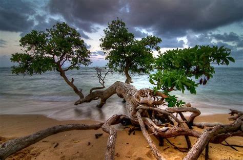 A Tree On The East Coast Of Kauai Tree Beach Hawaii Kauai Coast