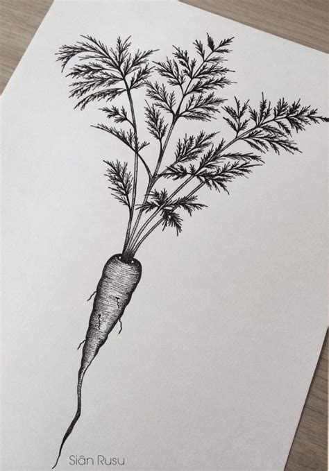 Pencil Drawings Carrot Pencildrawing2019