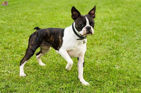 Find boston terrier breeders close to you in texas using our searchable directory. Boston Terrier Breeders In New England | PETSIDI