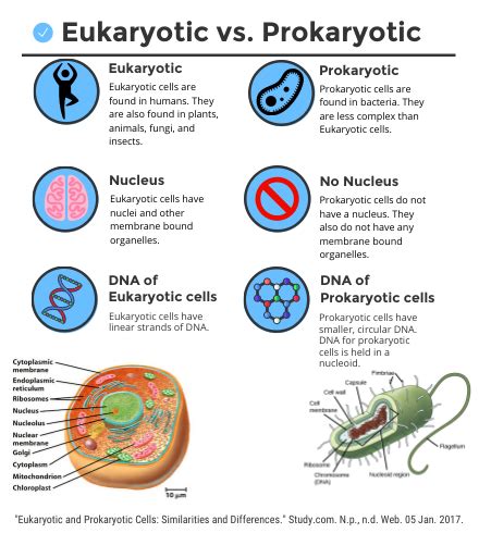 Cells fall into one of two broad categories: prokaryotic & eukaryotic - Google Search