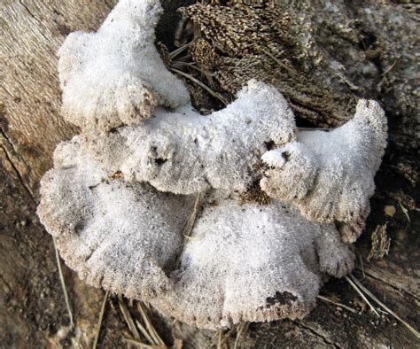 Fuzzy White Fungus December 1st 2011 Finally Identified T Flickr