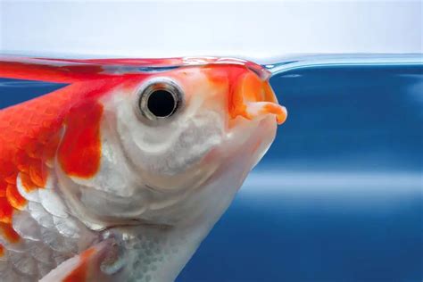 How Do Gills Help Fish Breathe Underwater Best Fish Facts