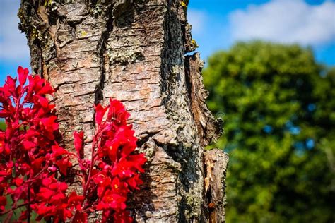 Red Flowers Growing In Front Of An Tree Stock Image Image Of Leaf