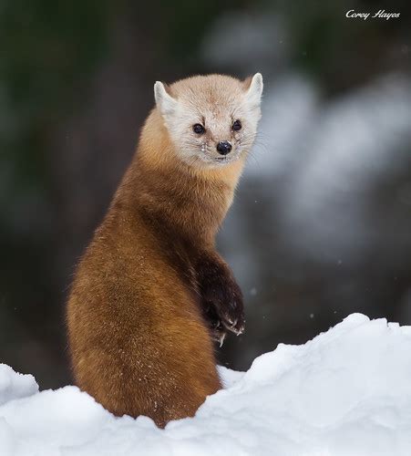 American Pine Marten They Are So Cute When They Do This P Flickr