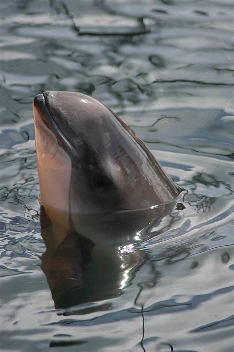 Sea Watch Foundation White Porpoise Is Just The Sixth Ever Recorded