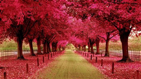 Free Download Pink Trees Walkway Wallpaper 1920x1080 For Your Desktop