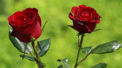 Pourquoi Les Roses Rouges Coûtent Elles Cinq Fois Plus Cher à La Saint