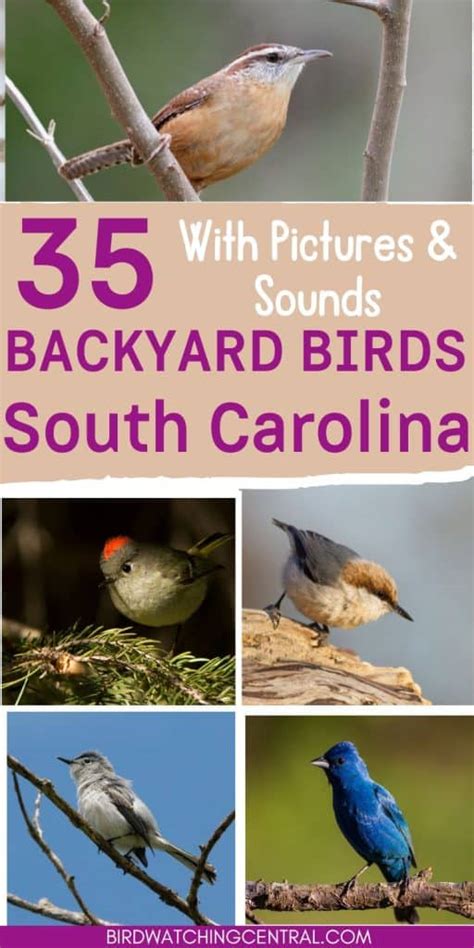Backyard Birds In South Carolina Birdwatching Central