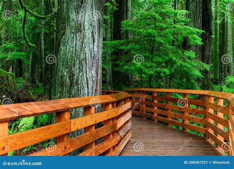 Wooden Walkway Surrounded By Greenery In The Macmillan Provincial Park