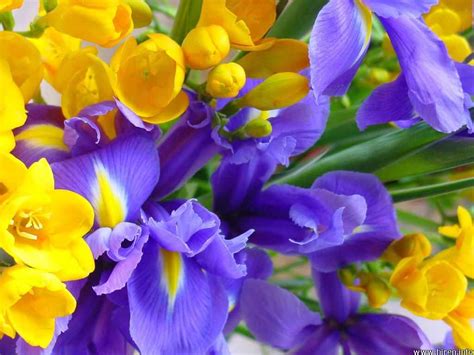 Atoz Tolly Profiles Yellow And Purple Flower