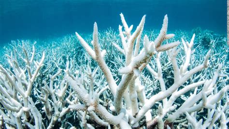 Scientists Shocked After Second Coral Bleaching At Great Barrier Reef