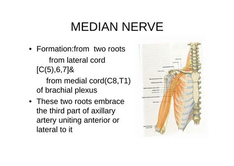 Pdf Median Nerve Lecturesanatomyul Median Nervepdf
