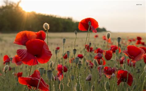 Poppy Fields At Sunset Wallpapers Wallpaper Cave