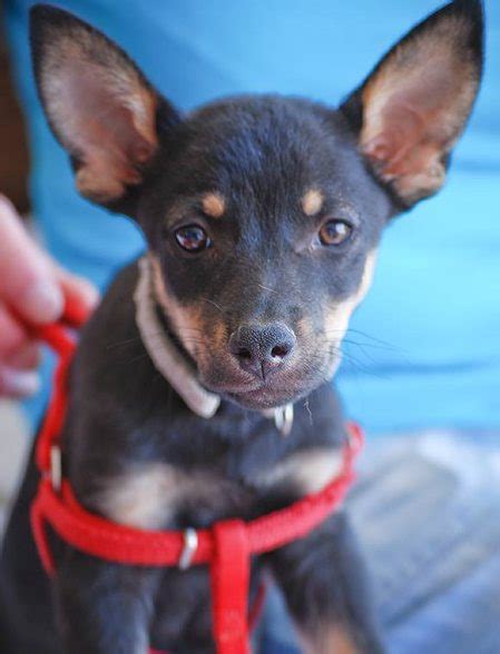Pippin 3 Month Old Male Miniature Pinscher Cross Available For Adoption