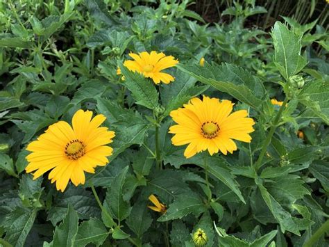 Heliopsis Hel Sommersonne False Sunflower From Babikow Wholesale Nursery