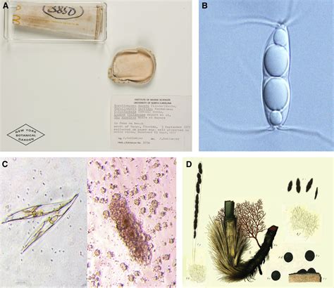 Marine Fungi Current Biology