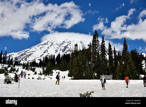 Visitors Walking On Snow Under Mount Rainier Mt Rainier National Park