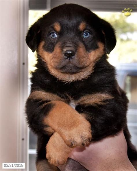 341 Best Images About Rottweilers On Pinterest Rottweiler Pictures
