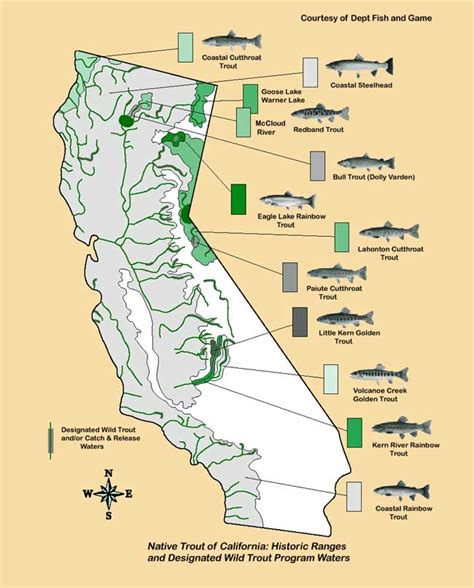 Hago mención del pez oncorhynchus mykiss mejor conocido como trucha arcoiris, sus características. Fish Distributions of California Trout