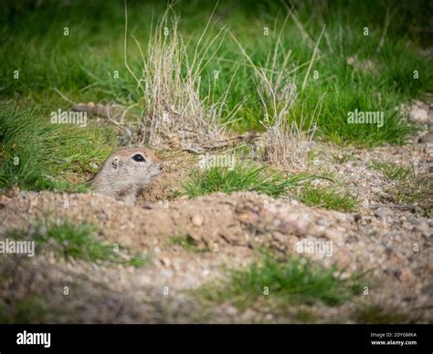 Round Tailed Ground Squirrel Stock Photo Alamy
