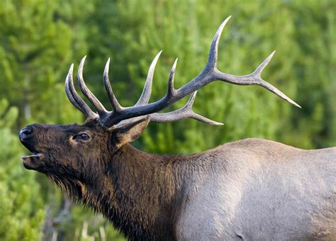 10 Fascinating Facts About Elk