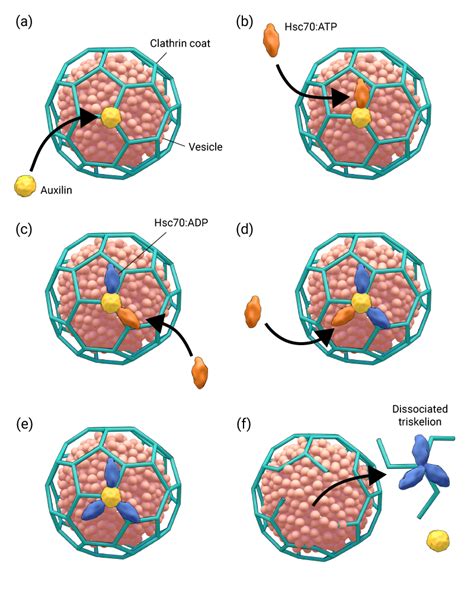 When the triskelia interact they form a polyhedral lattice that surrounds the vesicle, hence the protein's name, which is derived from the latin clathrum meanin. How are clathrin-coated vesicles uncoated? | MBInfo