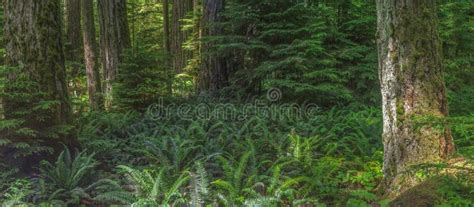Temperate Rainforest In British Columbia Stock Photo Image Of Next