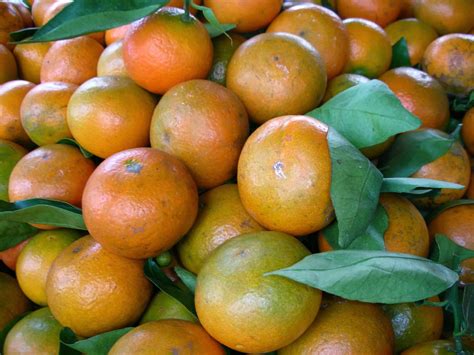 caraka purwo wibisono mengenal manfaat  khasiat buah jeruk medan