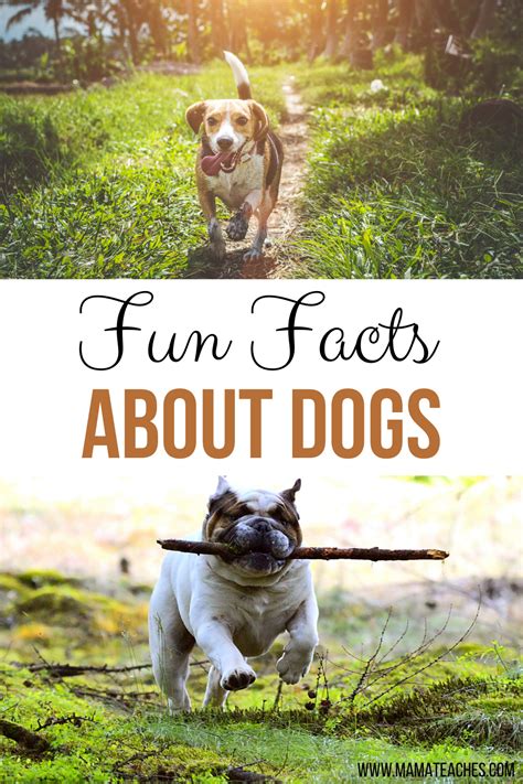 Fun And Unusual Facts About Dogs For Kids Mama Teaches