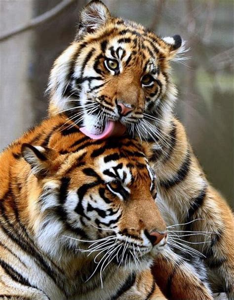 1000 Images About Totally Tiger On Pinterest White Tigers Tiger