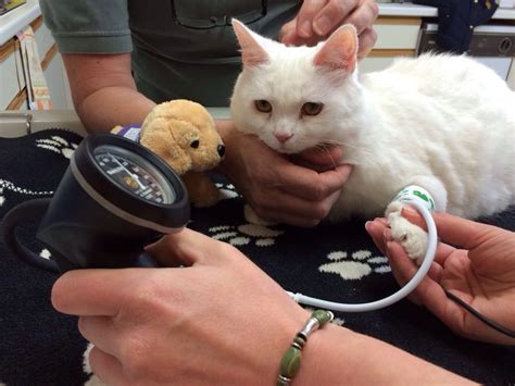 Cat Doppler Blood Pressure Kit Thames Medical Ltd