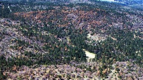 Beech Trees Are Taking Over Some Us Forests California Drought
