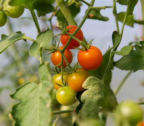 How To Grow Organic Cherry Tomato Plants Growing Cherry Tomatoes