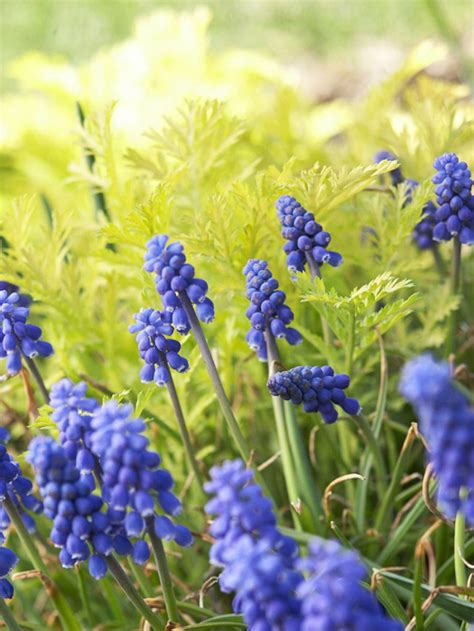 The flowers are soft, primrose yellow, maturing to creamy white. Spring Flowers to Grow in the Garden