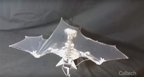 Bat Bot Cette Chauve Souris Robotique Multiplie Les Prouesses