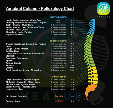 Vertebral Column Reflexology Chart Print Labelled Medial Lateral Chart