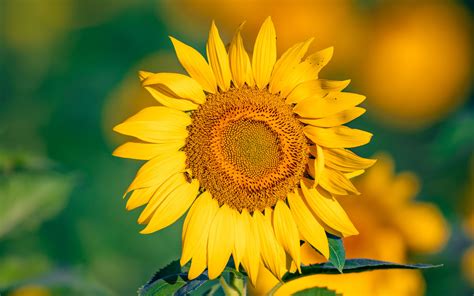 Download Wallpaper 3840x2400 Sunflower Flower Petals Yellow Focus