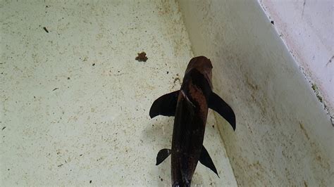 Giant 20inch Chinese High Fin Banded Shark Youtube
